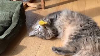 Giant Maine Coon Playing With His Prey! by Maine Coon Central 947 views 1 year ago 1 minute, 28 seconds