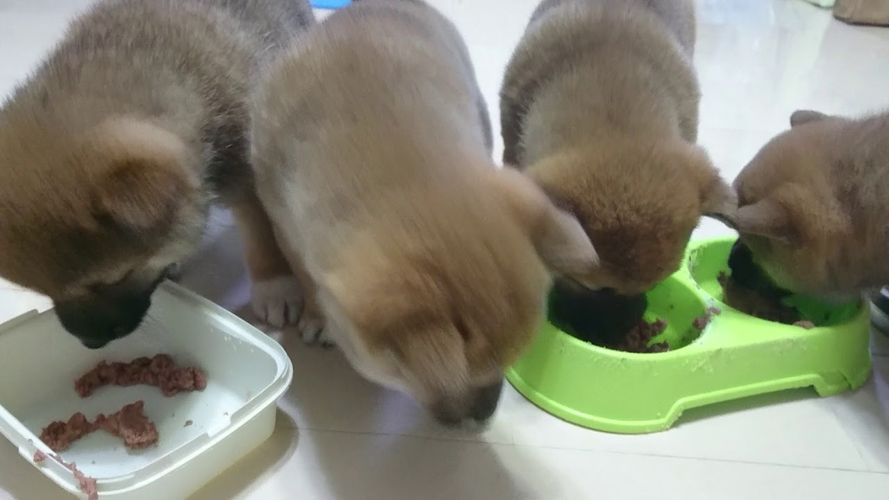 🐕柴犬の出産🐕子犬のお食事🐕 YouTube