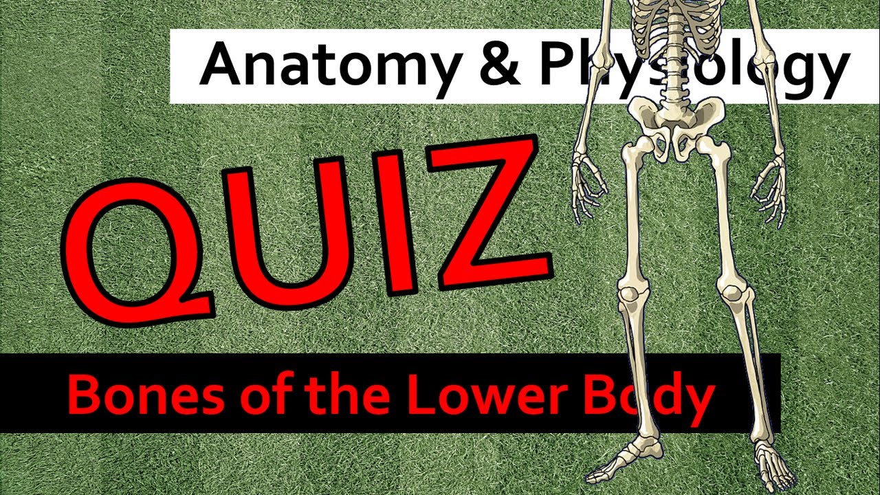 Anatomy: Skeletal System Quiz