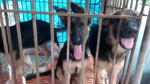 chó béc giê gần 4 tháng tuổi (HƯƠNG QUANG)