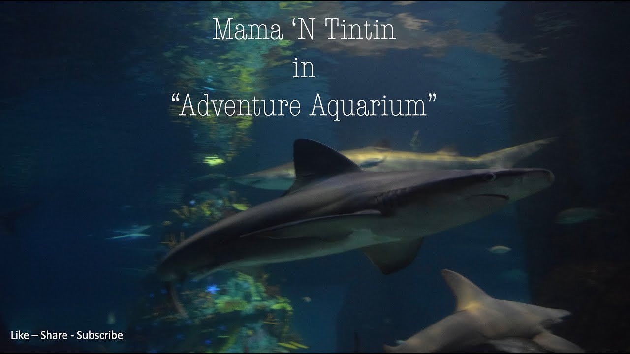 Adventure Aquarium Camden New Jersey (NJ) PART 1 YouTube