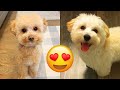 Maltipoo — Cute And Hilarious Videos Compilation