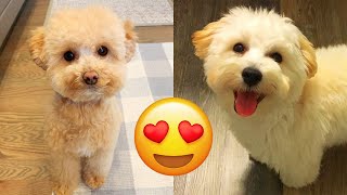 Maltipoo — Cute And Hilarious Videos And Tik Toks Compilation