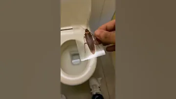 OMG Roach Prank In Public Orzutiextra Funny TikTok Shorts 
