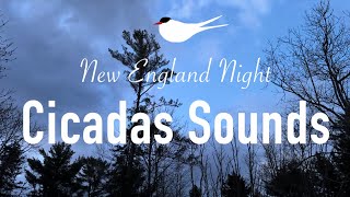 Sounds Of The Cicadas | New England Night Song | Relaxation, Meditation & Stress Relief