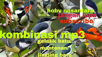 TERBARU SUARA PIKAT BURUNG 💯💯‼️KOMBINASI GLATIK BATU JINGJING BATU MANTENAN