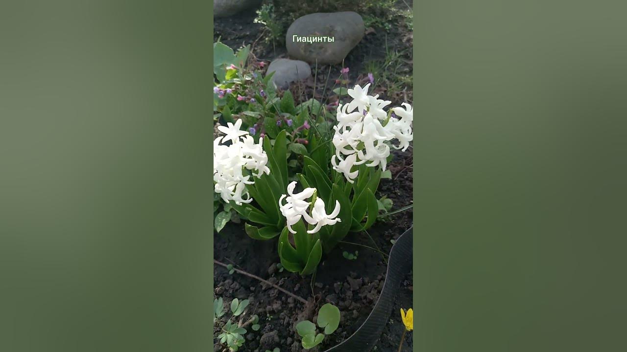 Первоцветы в весеннем саду - YouTube