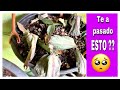 TIPS PARA RECUPERAR PLANTAS 🌿🌼🍃🌸 DE SEQUEDAD O EXCESO DE HUMEDAD EN EL SUSTRATO 😉😉!!!