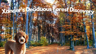 Xander's Deciduous forest discovery