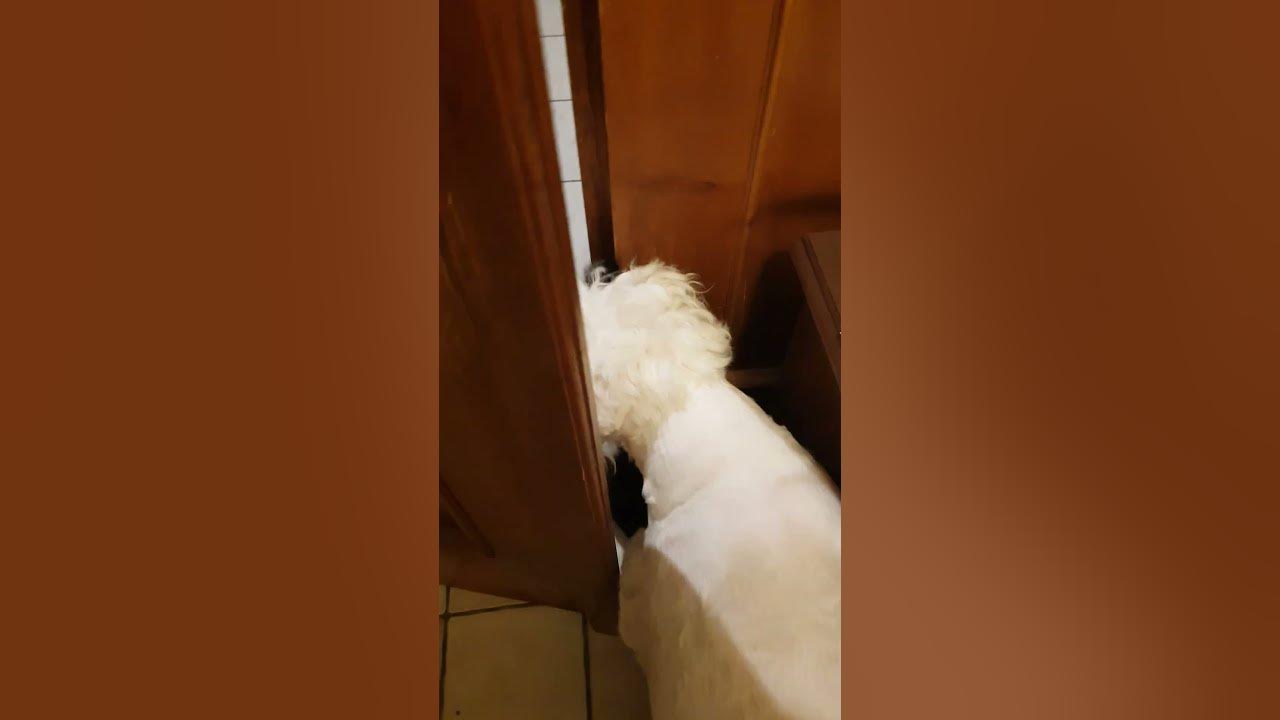 Как собака встречает кота? Это так трогательно !!!!!!! - YouTube