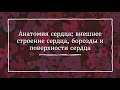 Анатомия сердца: внешнее строение сердца, борозды и поверхности сердца