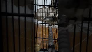 Download Lagu Prenjak cigun MP3