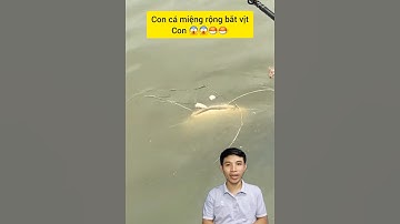 Con cá khổng lồ miệng rộng #cacconvat #animals #fishtrap #fishing