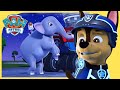 Mission PAW, Sea Patrol and More! ⚓️| PAW Patrol | Cartoons for Kids