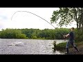 Fishing for BIG fish with 30' bamboo pole!  - pole fishing for carp
