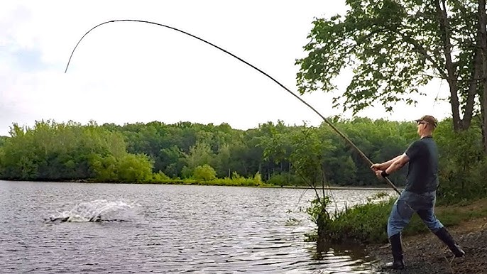 Fishing with 30' bamboo poles - pole fishing for carp 