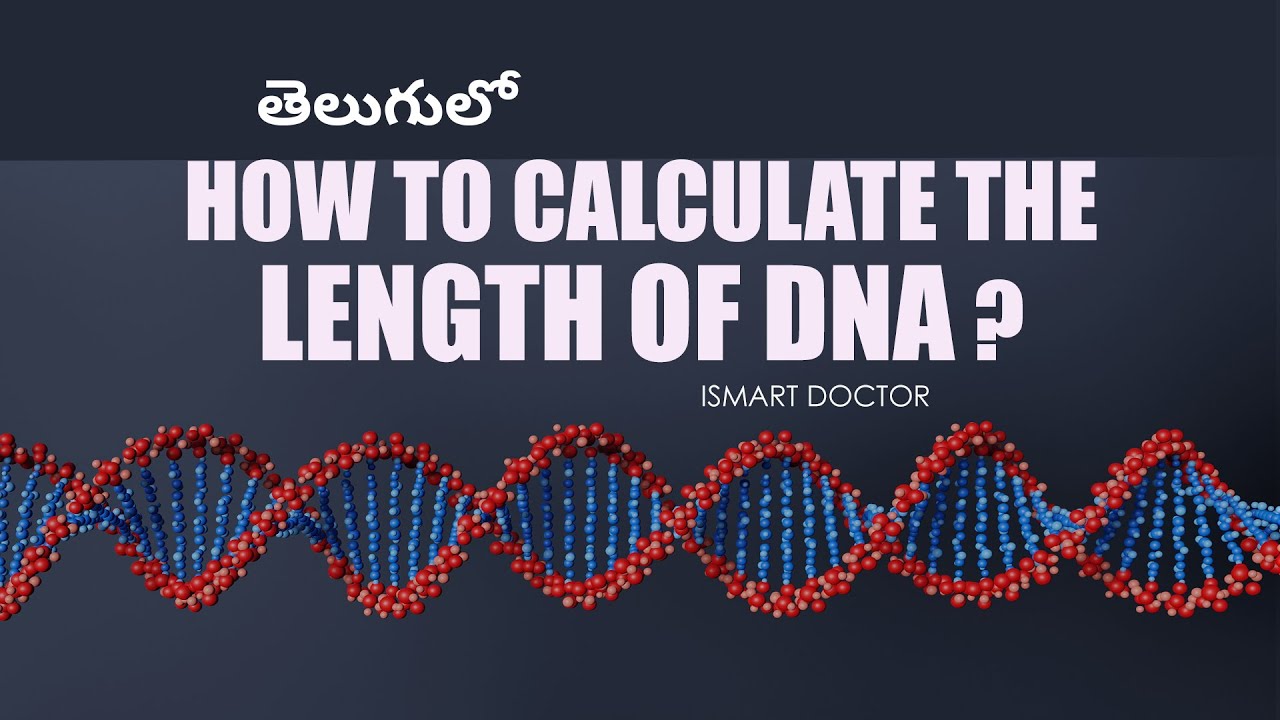Calculate the Length of DNA in Telugu - YouTube