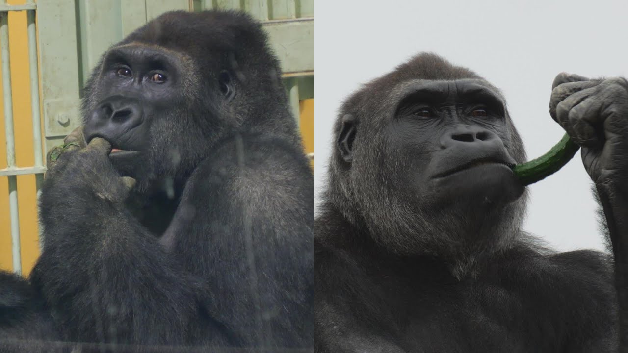 Annie's Departure Is Just Around the Corner! Higashiyama Zoo