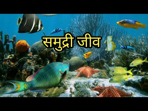 समुद्री जीव | समुद्री जीव के बारे में जानकारी हिन्दी में | water animals in hindi | aquatic animals