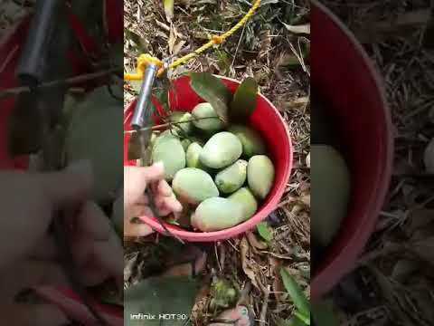 PARAAN NG PAG HARVEST NG MANGGA. #arielclemeniavlog #shortsvideo #mangga #harvest