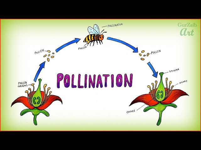 To Draw Pollination Of Flowers Diagram