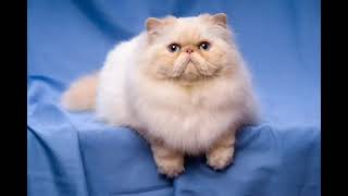 Persian cat world worst cat part 1 by 100 PERCENT PETS 19 views 1 year ago 32 seconds