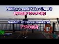 【神戸空港ベランダで釣り・アジ刺身】Fishing around Kobe Airport. Sashimi of Horse mackerel. #59
