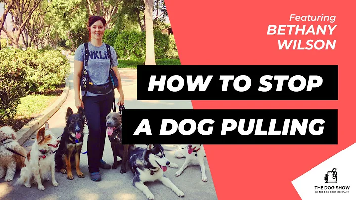 How to Stop a Dog Pulling on a Leash Featuring Bet...