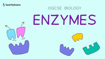 Enzymes | IGCSE Biology and GCSE Biology Revision