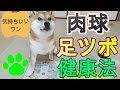 肉球足つぼ刺激で健康増進！柴犬まめ