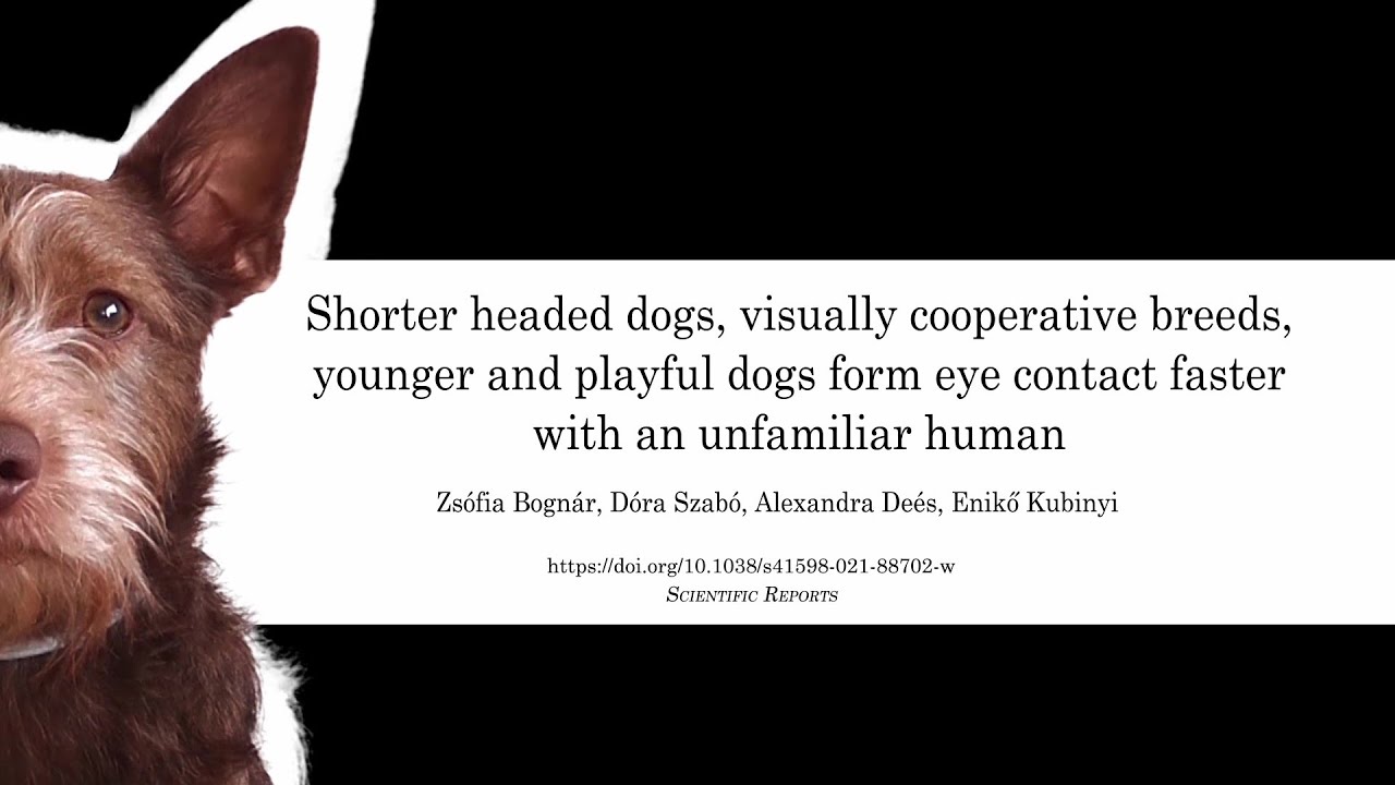 Researchers determine which dogs more often establish eye contact with  humans