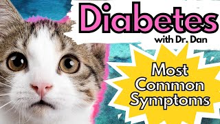 The 3 Most Common Symptoms of Diabetes in a Cat.