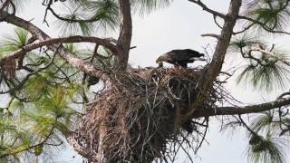 Bald Eagle Feeds Her Chick