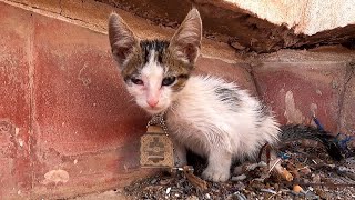 rescue a tinykitten From hunger and marginalization by ANIMAL TUBE 1,049 views 6 months ago 21 minutes