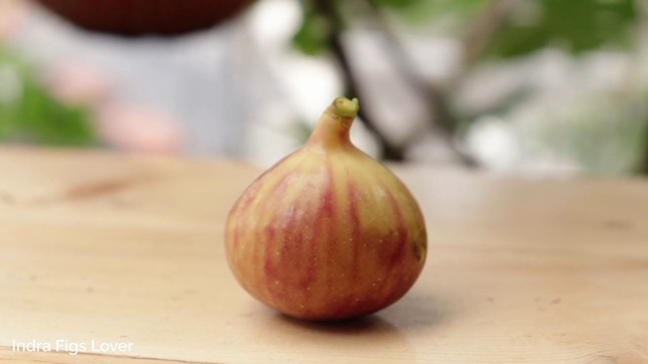 Cyprus Fig, FigsGalery 46 YouTube