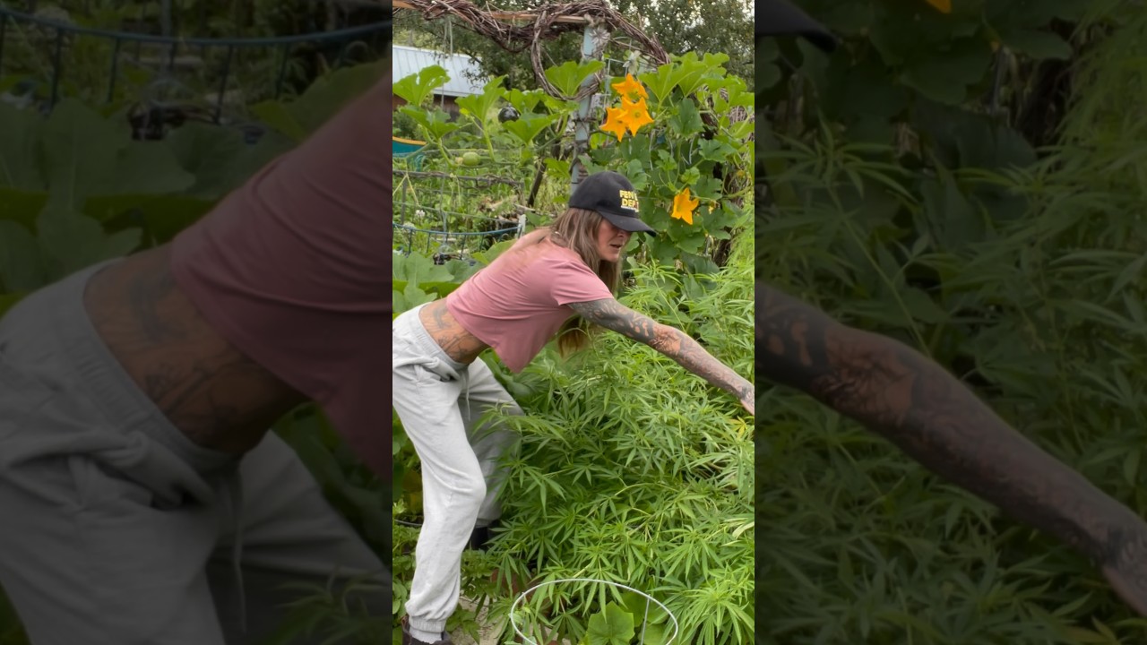 Cannabis Plant 6 feet wide! 