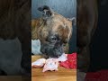 【大食い犬ASMR】生肉を豪快に飲み干す愛犬#Shorts 　Dog eats raw meat and bones