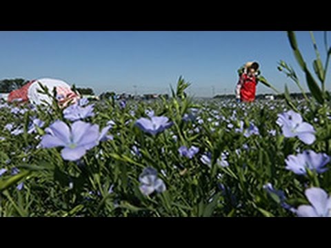 一面薄紫 亜麻の花見ごろ 北海道 当別の農場 Youtube