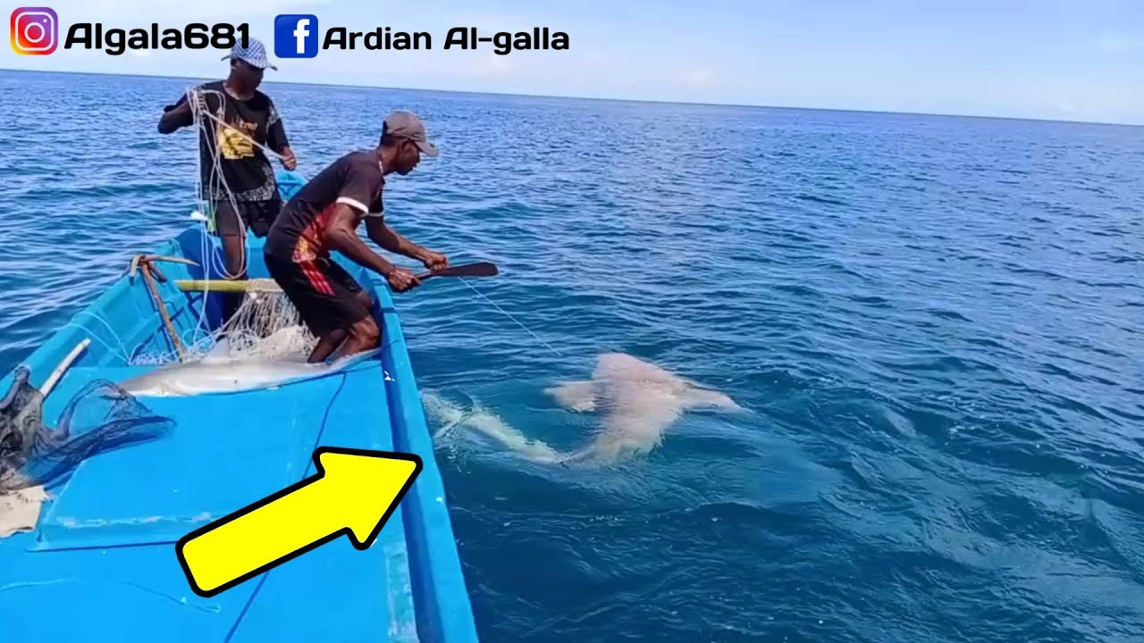 MERAWAI IKAN KAKAP/IKAN KURAU‼️MALAH DAPAT HIU RAKSASA😱