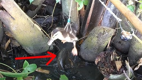 Pha táp đẹp mắt và những cú táp hấp dẫn cận cảnh, câu cá lóc nhấp cá lóc bằng vịt con ổ đen thui