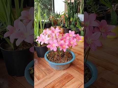 Video: Menanam Lili Amazon – Ketahui Cara Menanam Bunga Lily Amazon