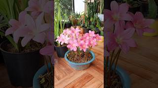 Growing Rain Lily flower Bulbs.. 8 Months Growth Update. #rainlily #flowers #propagation