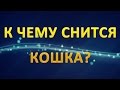 ТОЛКОВАНИЕ СНОВИДЕНИЙ - К чему видеть КОШКУ во сне?