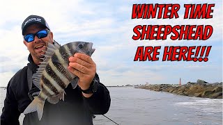 EARLY SHEEPSHEAD BITE HAS BEEN EPIC!  Catching Sheepshead Around Docks & Jetties In Central Florida by Jacked Up Fishing 710 views 4 months ago 8 minutes, 38 seconds