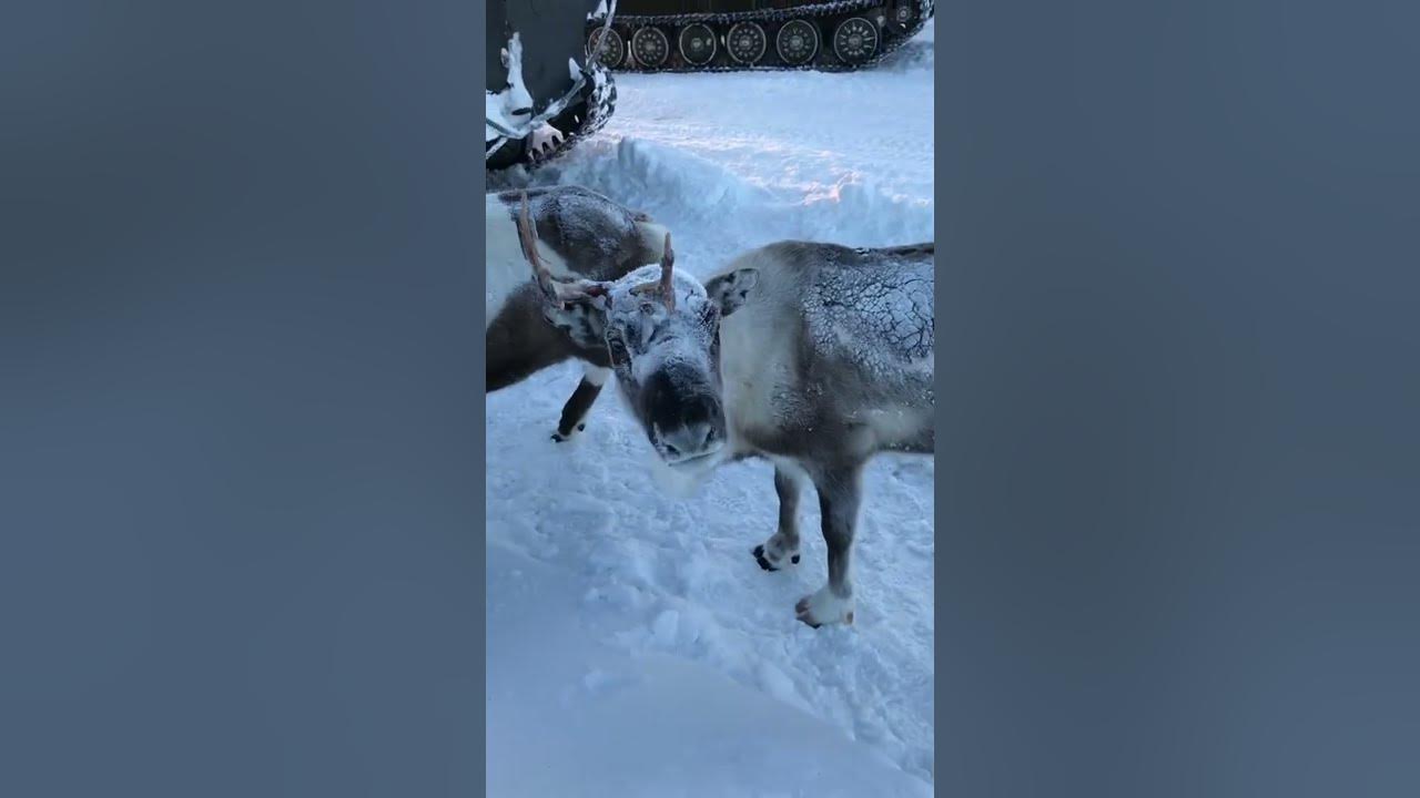 Зимовье Бегущий олень