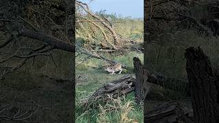 Deer Lies Down To Relax Forest Water Supply Dunes