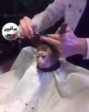 Gile monyet cukur rambut wkwk