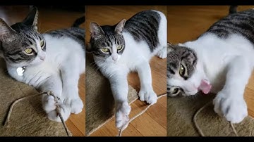 Poly Polydactyl Cat SmartyKat Skitter Critters Catnip Mice