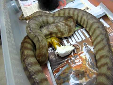 trademark meaning Reptiles for hire
