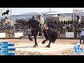 HECHICERO, OSCAR MARQUEZ, CUADRA DOS POTRILLOS  (Frisones) VALLE DE JUAREZ 2019